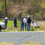 Lilac Fest 2014 Bees 01