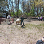 Lilac Fest 2014 Sheep Shearing 02