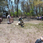 Lilac Fest 2014 Sheep Shearing 04