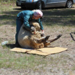 Lilac Fest 2014 Sheep Shearing 05