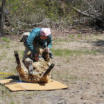 Lilac Fest 2014 Sheep Shearing 08