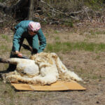 Lilac Fest 2014 Sheep Shearing 17