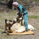 Lilac Fest 2014 Sheep Shearing 20