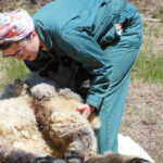 Lilac Fest 2014 Sheep Shearing 22