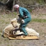 Lilac Fest 2014 Sheep Shearing 24