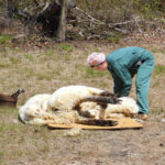Lilac Fest 2014 Sheep Shearing 26