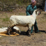 Lilac Fest 2014 Sheep Shearing 30