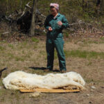 Lilac Fest 2014 Sheep Shearing 32