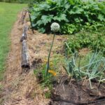 Lower Garden Close Up