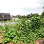 Lower Garden & House