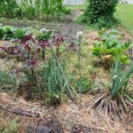 Lower Garden rCloseUp