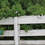Washing Clothes - Hanging to Dry