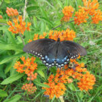 a ButterFlyWeedWithButterFly&Bee